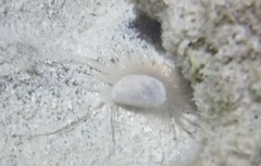 Limaria pellucida