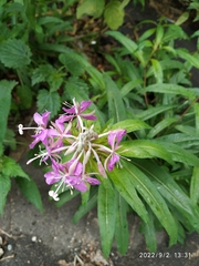 Chamaenerion angustifolium