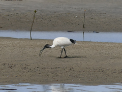 Threskiornis molucca