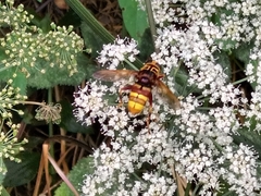 Milesia crabroniformis