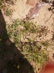 Trachylepis variegata