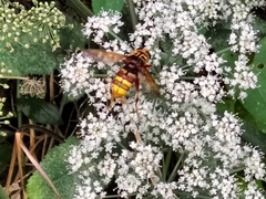 Milesia crabroniformis