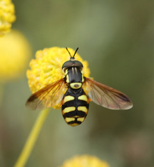 Chrysotoxum cisalpinum