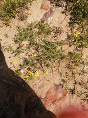 Trachylepis variegata