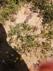 Trachylepis variegata