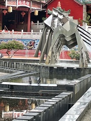 Columba livia domestica