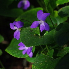 Viola sororia