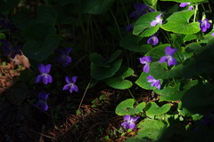 Viola sororia