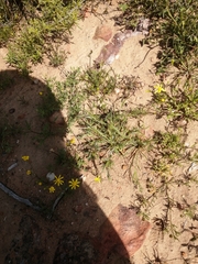 Trachylepis variegata