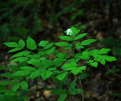 Actaea