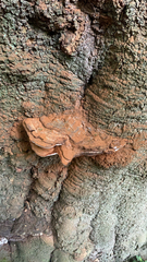 Ganoderma applanatum