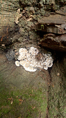 Kretzschmaria deusta