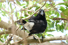 Strepera graculina graculina