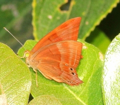 Abisara bifasciata