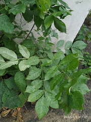 Fraxinus pennsylvanica