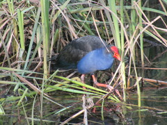 Porphyrio melanotus