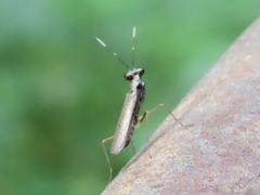 Spilomantis occipitalis