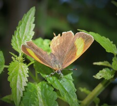 Thecla betulae