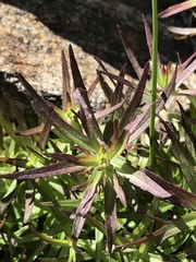 Castilleja rupicola