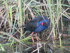Porphyrio melanotus