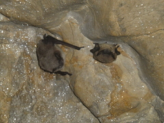 Myotis daubentonii