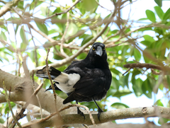 Strepera graculina graculina