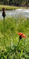 Crepis aurea