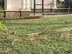 Streptopelia chinensis