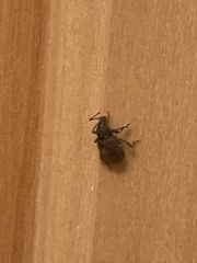 Otiorhynchus rugosostriatus