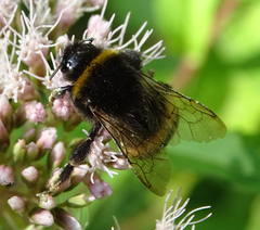 Bombus