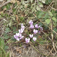 Cyclamen hederifolium