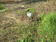 Threskiornis molucca