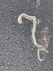 Thamnophis elegans elegans