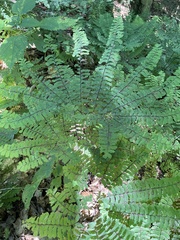 Adiantum pedatum