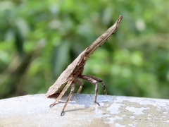 Pyrops candelaria