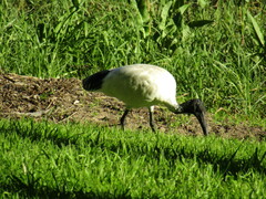 Threskiornis molucca