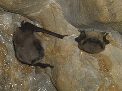 Myotis daubentonii