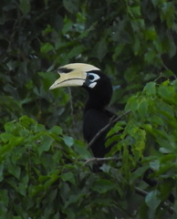 Anthracoceros albirostris