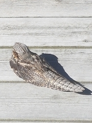 Caprimulgus europaeus