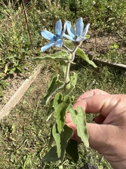 Oxypetalum coeruleum