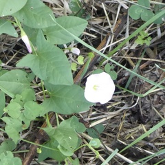 Convolvulus arvensis