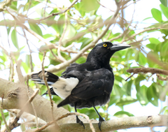 Strepera graculina graculina