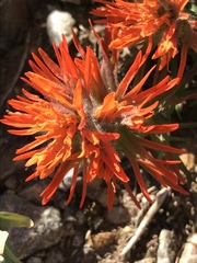 Castilleja rupicola