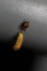 Asopinae