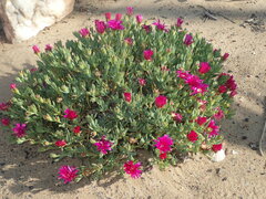 Lampranthus