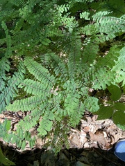 Adiantum pedatum