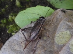 Loxoblemmus equestris