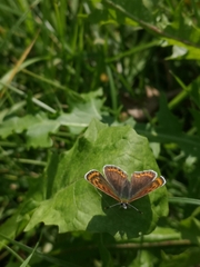 Lycaena tityrus