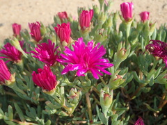 Lampranthus