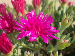 Lampranthus